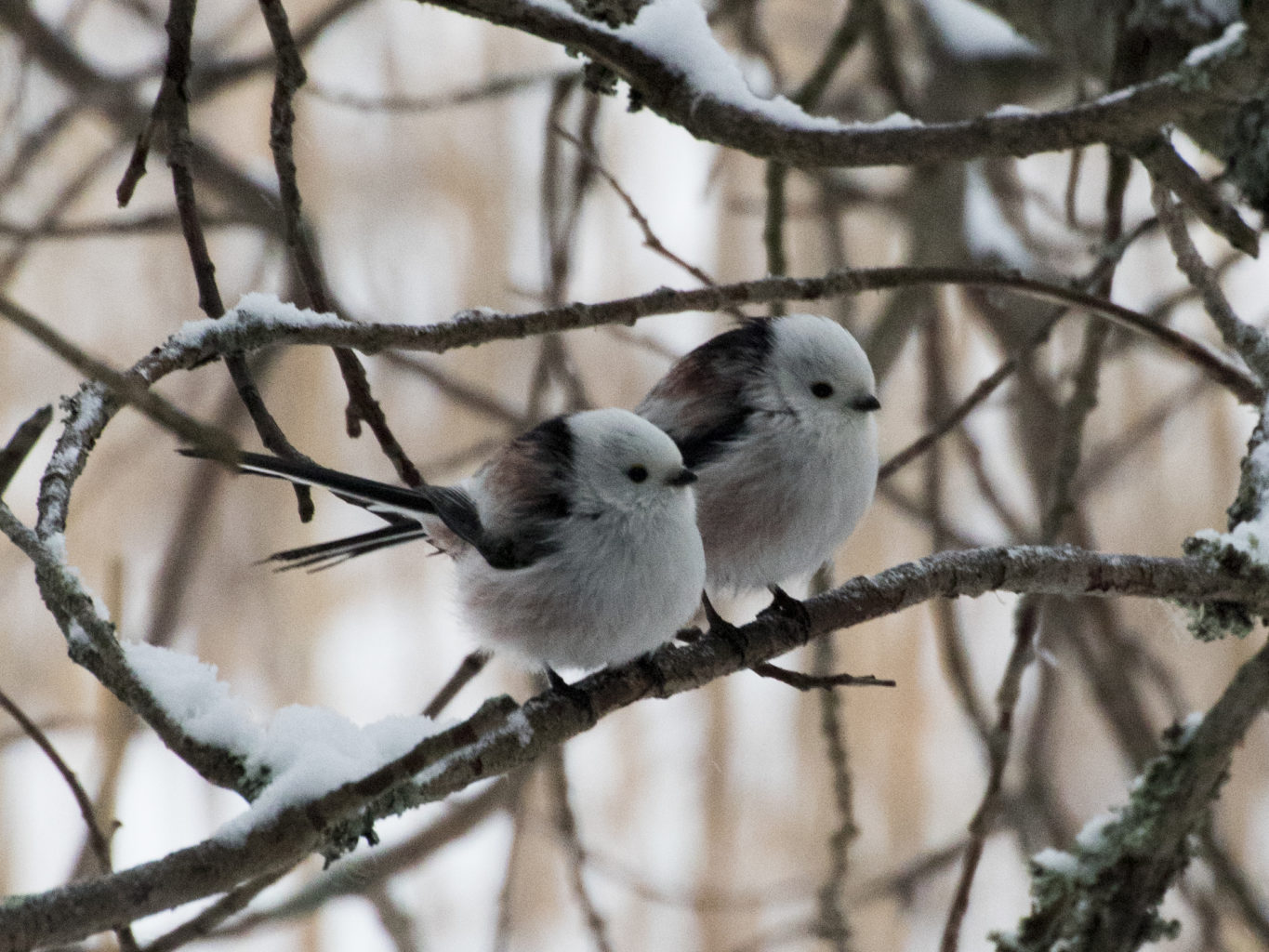 Valokuvaaja: Merja Ollikainen
