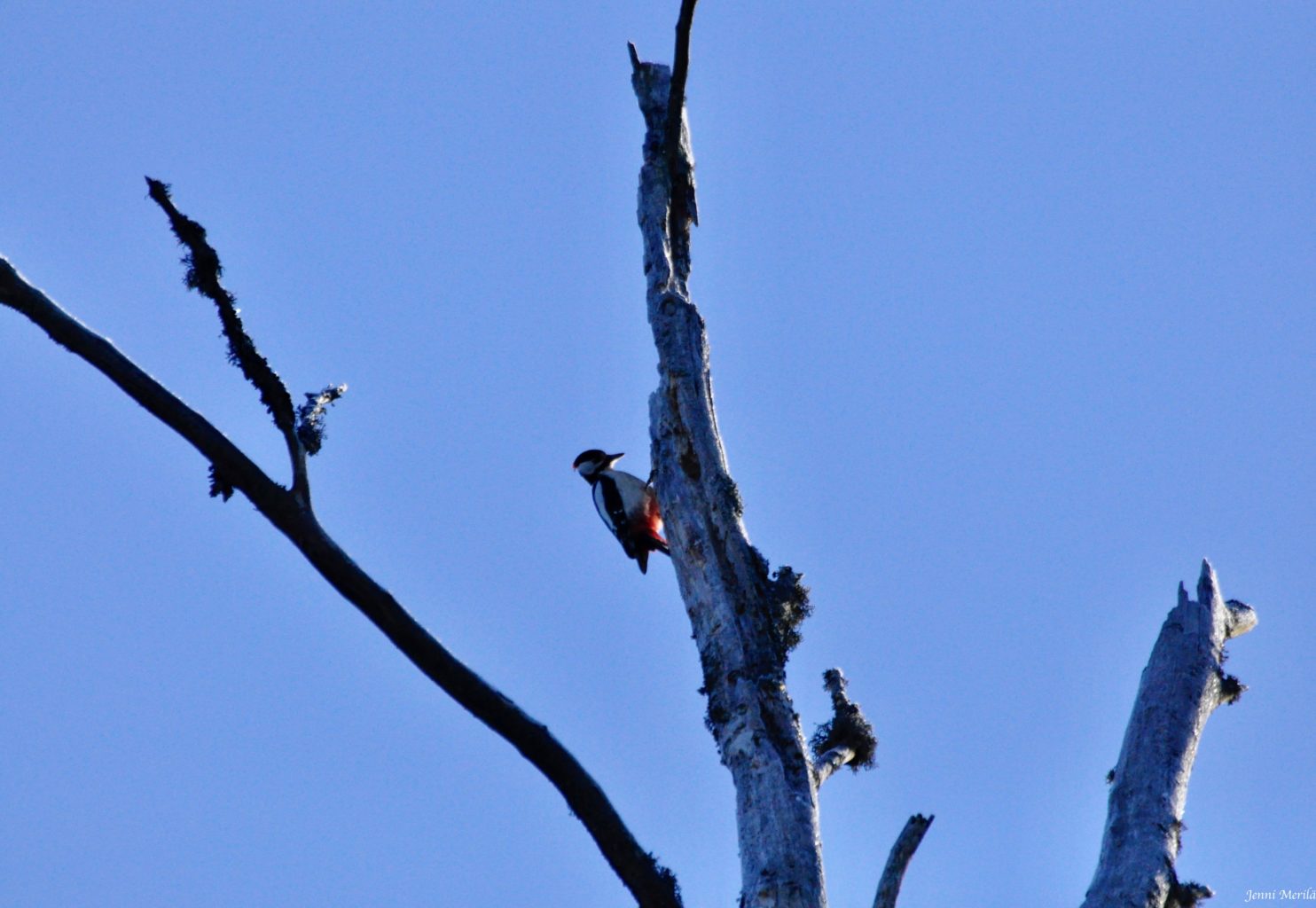 Valokuvaaja: Jenni Merilä