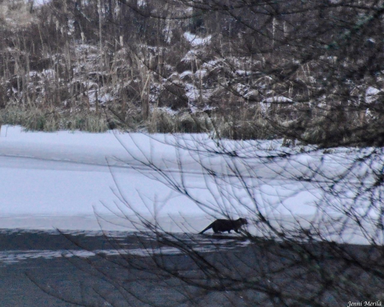 Valokuvaaja: Jenni Merilä