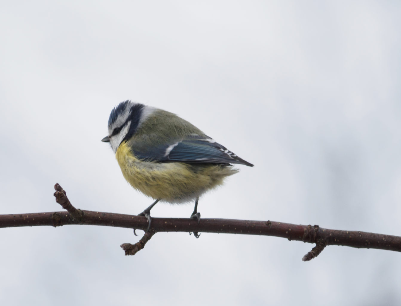Valokuvaaja: Sirkka Karppinen Valokuvaaja: Sirkka Karppinen