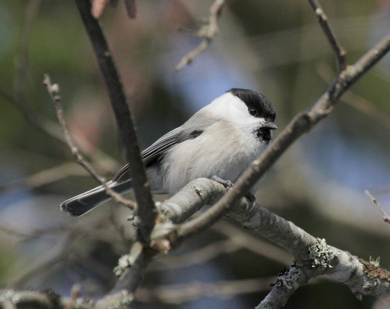 Valokuvaaja: Sirpa Jyske