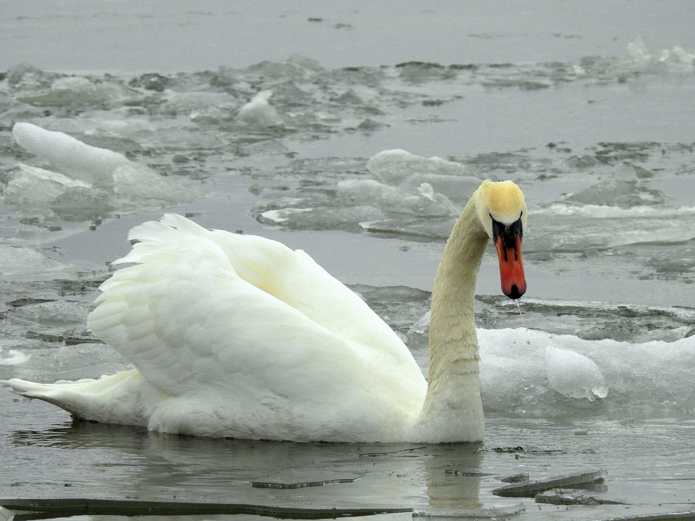 Valokuvaaja: Kari Pirttilä
