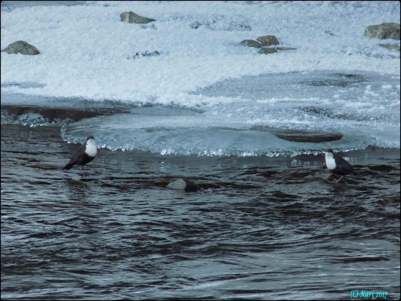 Valokuvaaja: Kari Saarinen