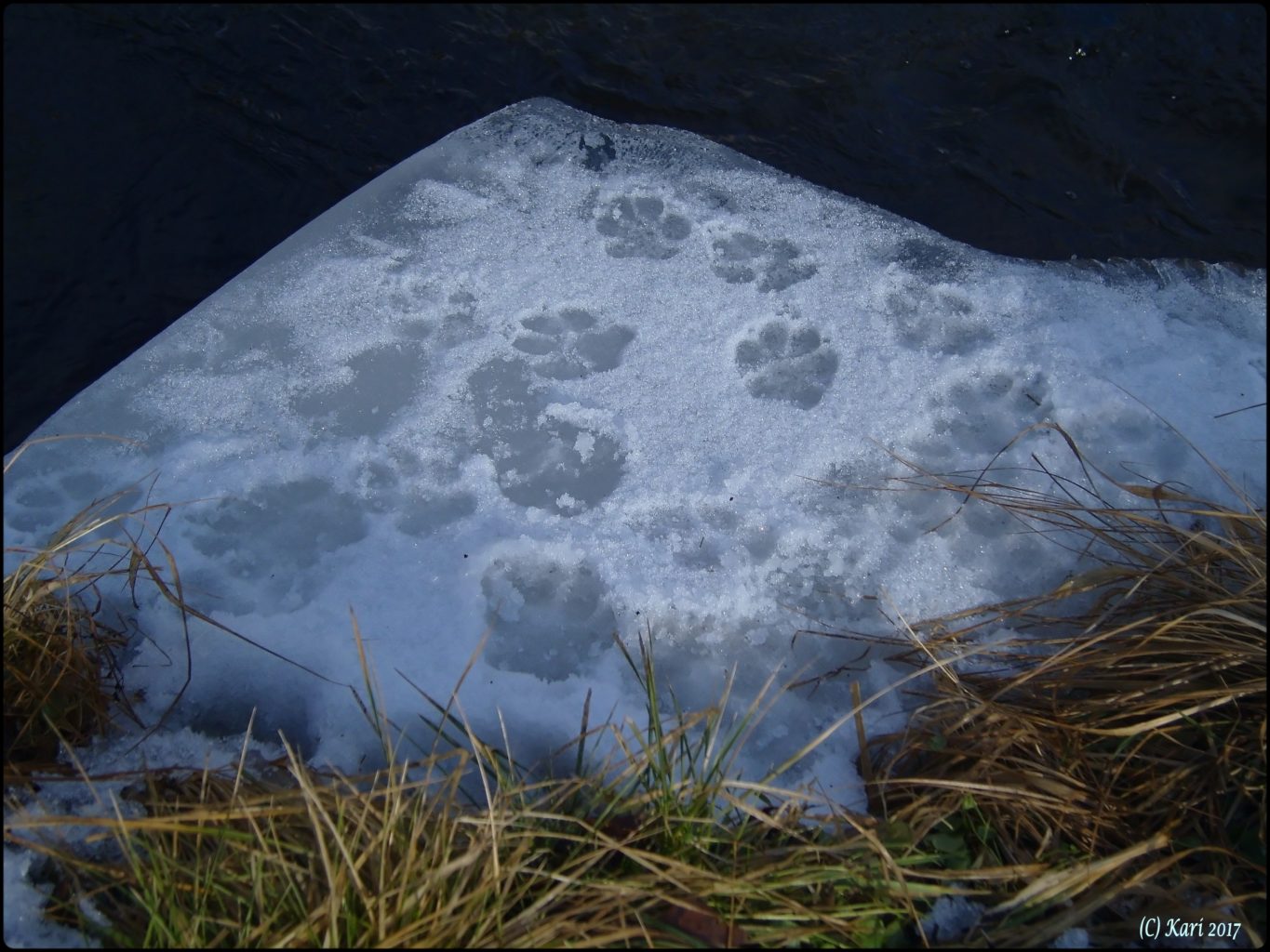 Valokuvaaja: Kari Saarinen