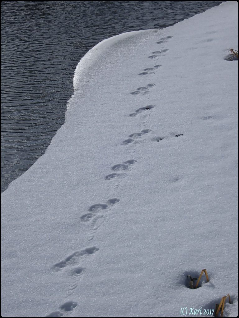 Valokuvaaja: Kari Saarinen