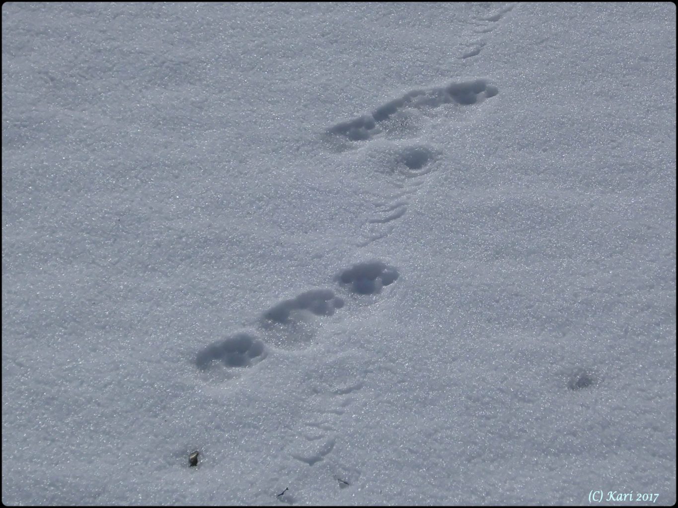 Valokuvaaja: Kari Saarinen