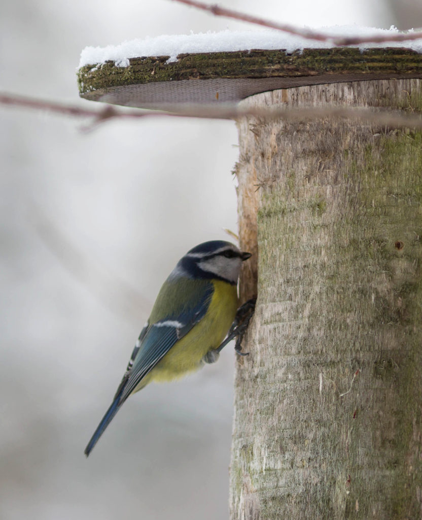 Valokuvaaja: Irma Kortekallio