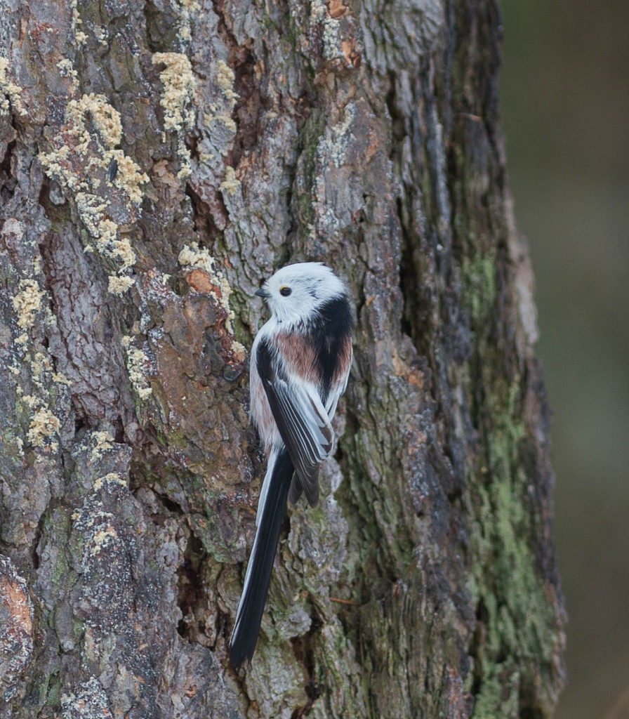 Valokuvaaja: Irma Kortekallio