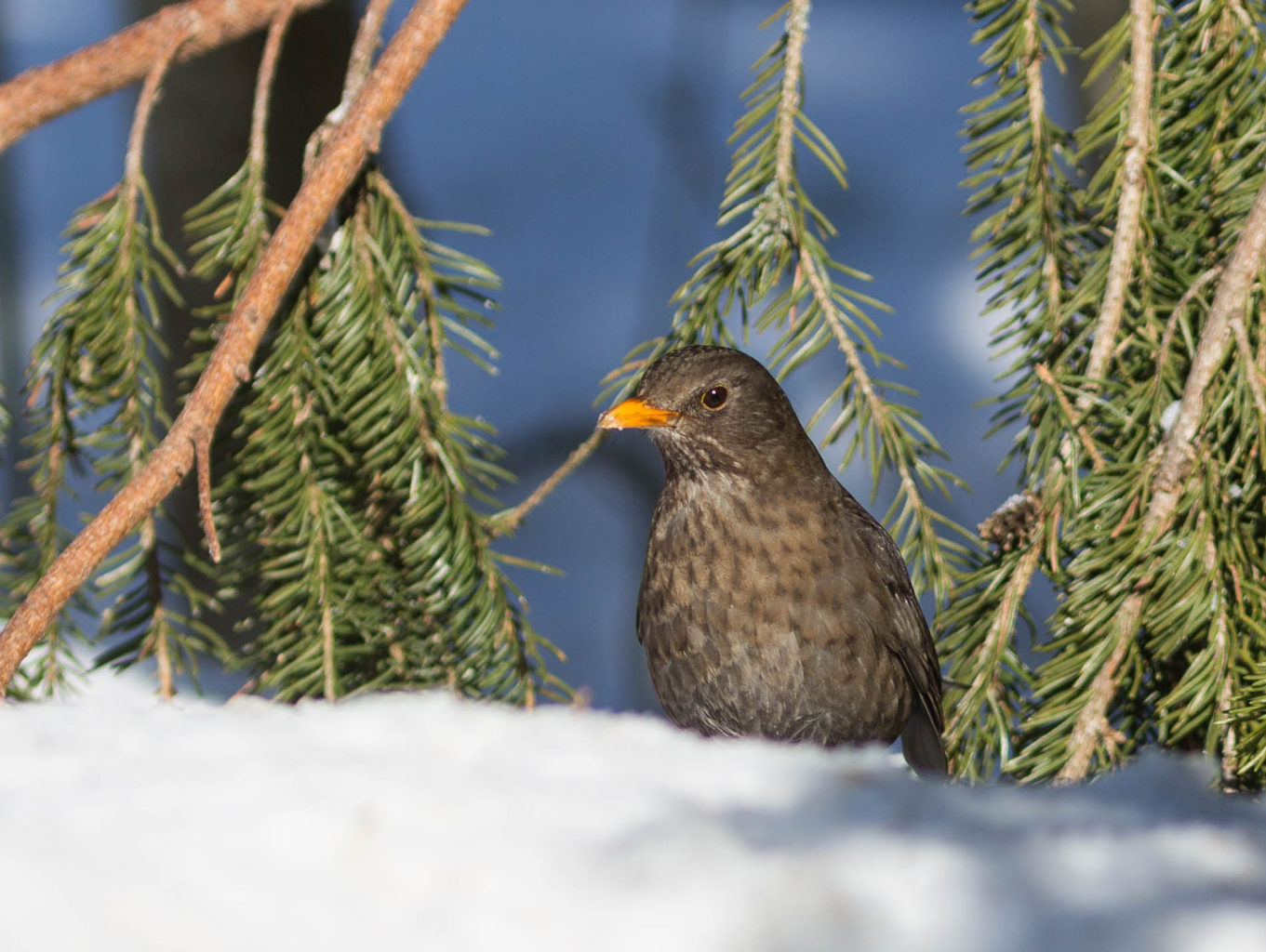 Valokuvaaja: Irma Kortekallio