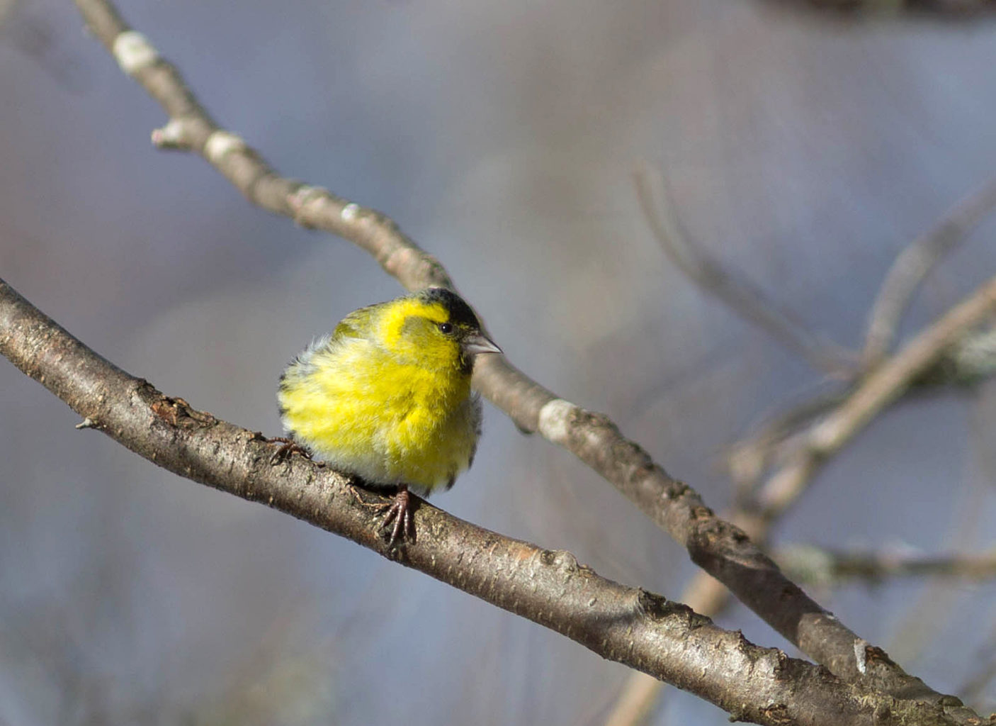 Valokuvaaja: Irma Kortekallio