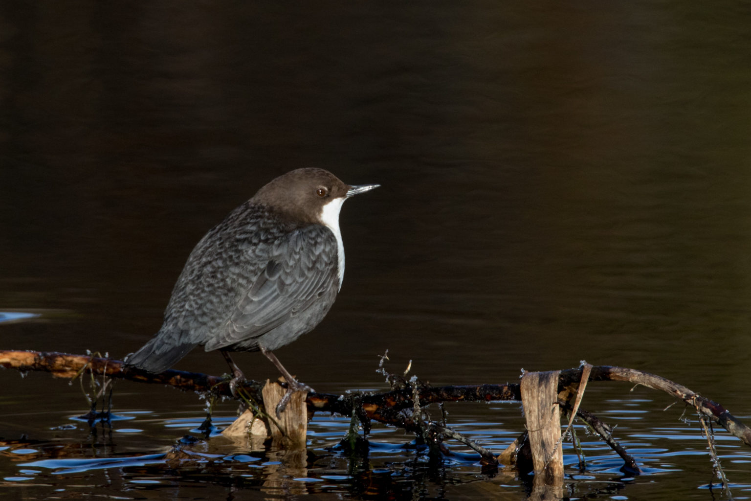 Valokuvaaja: Antti Peltomaa