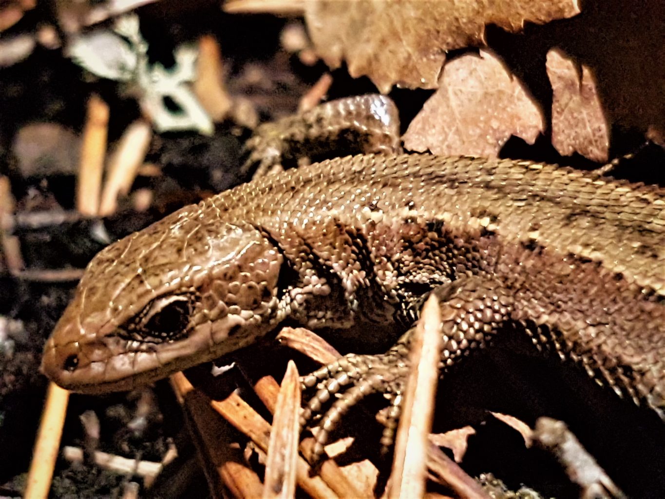 Valokuvaaja: Teija Vänttinen