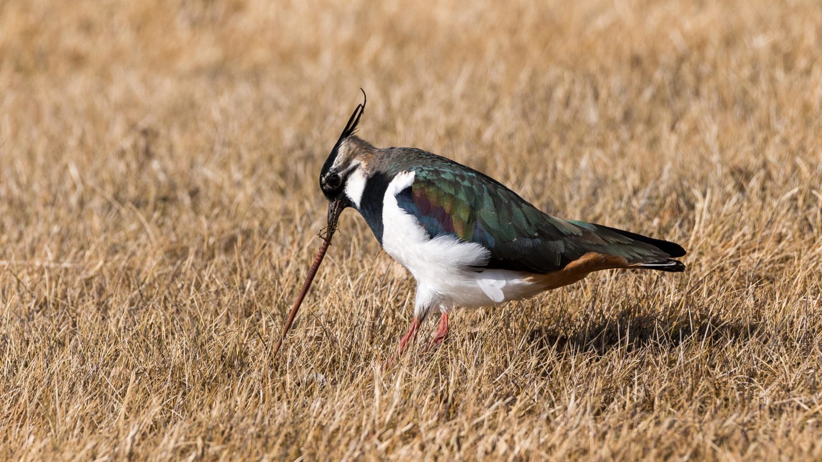 Valokuvaaja: Petri kyllönen
