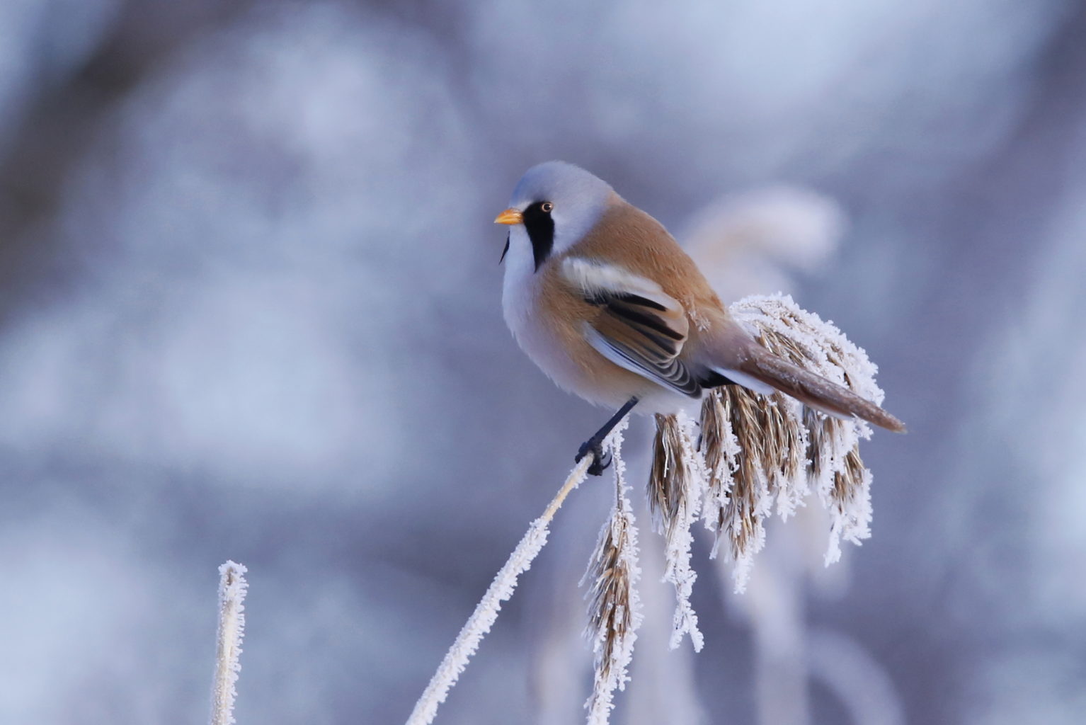 Valokuvaaja: Anne Moilanen