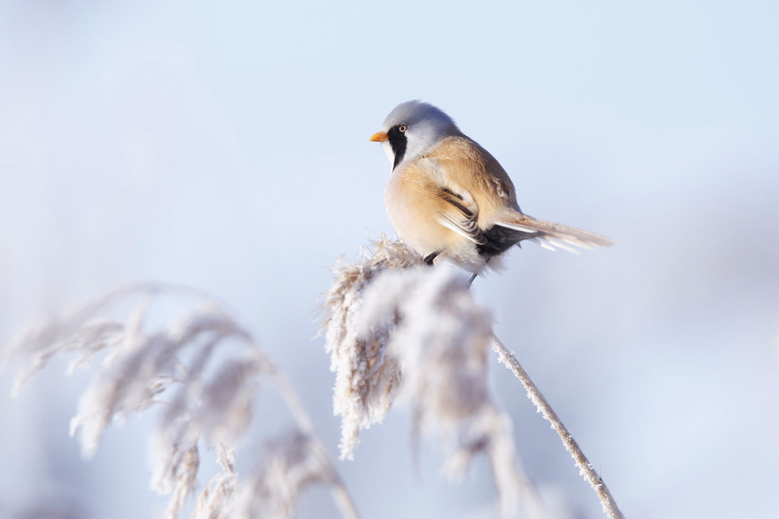 Valokuvaaja: Anne Moilanen