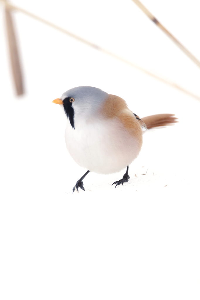 Valokuvaaja: Anne Moilanen