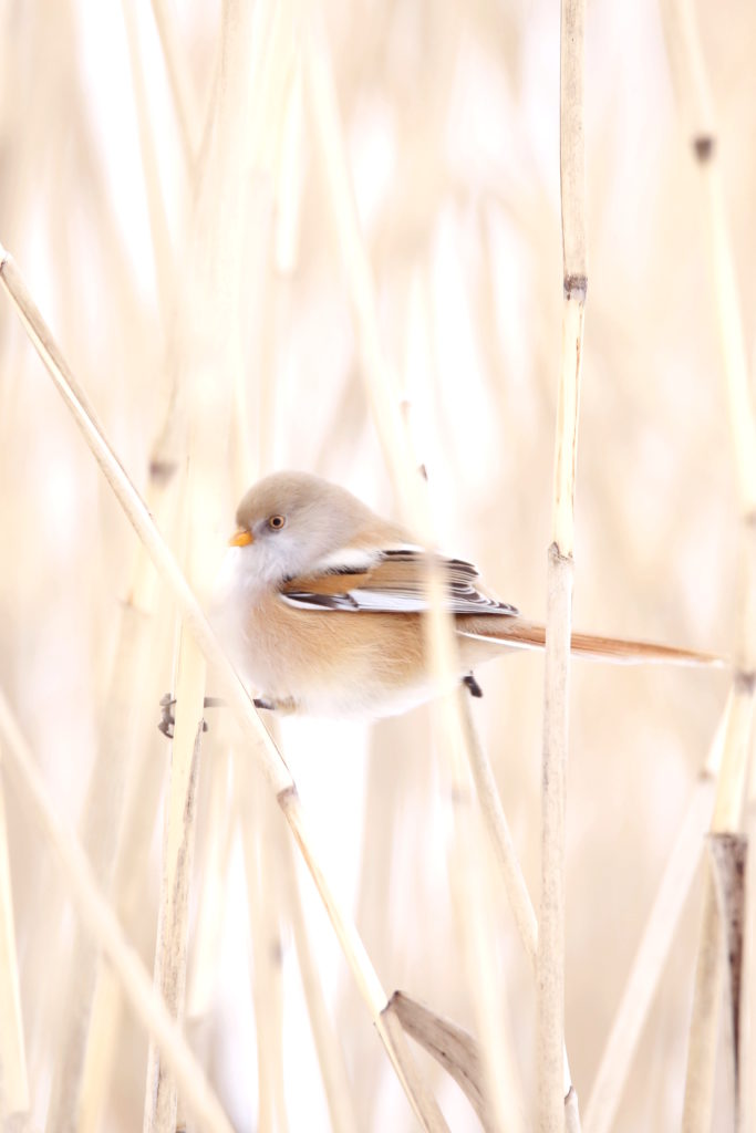 Valokuvaaja: Anne Moilanen