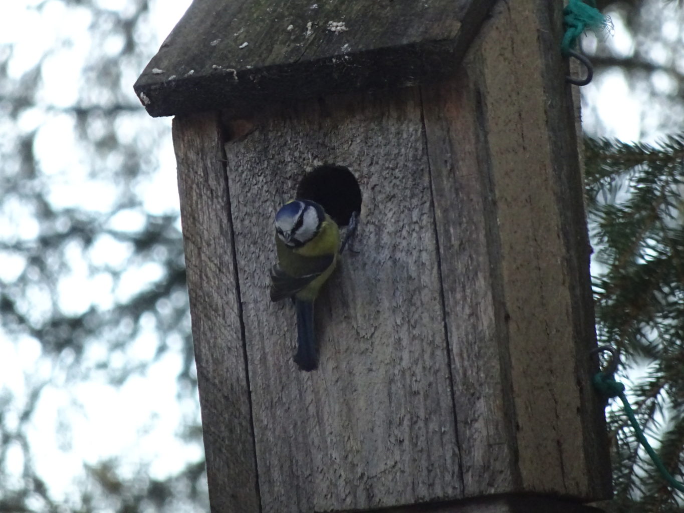 Valokuvaaja: Anja Mustamaa