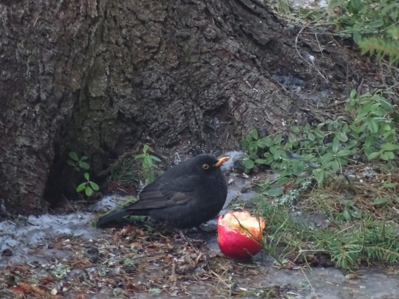 Valokuvaaja: Anja Mustamaa