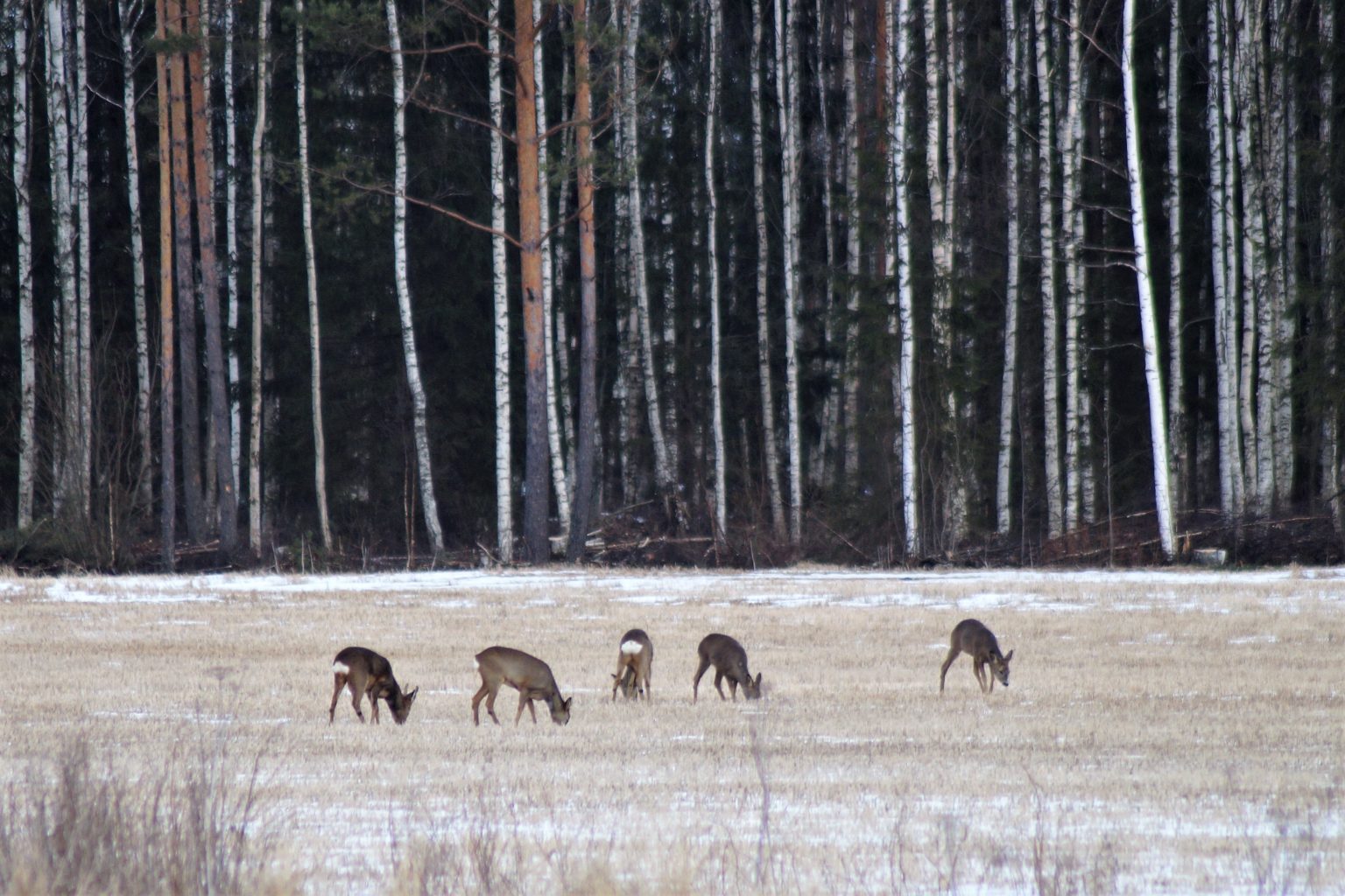 Valokuvaaja: Maarit Siitonen