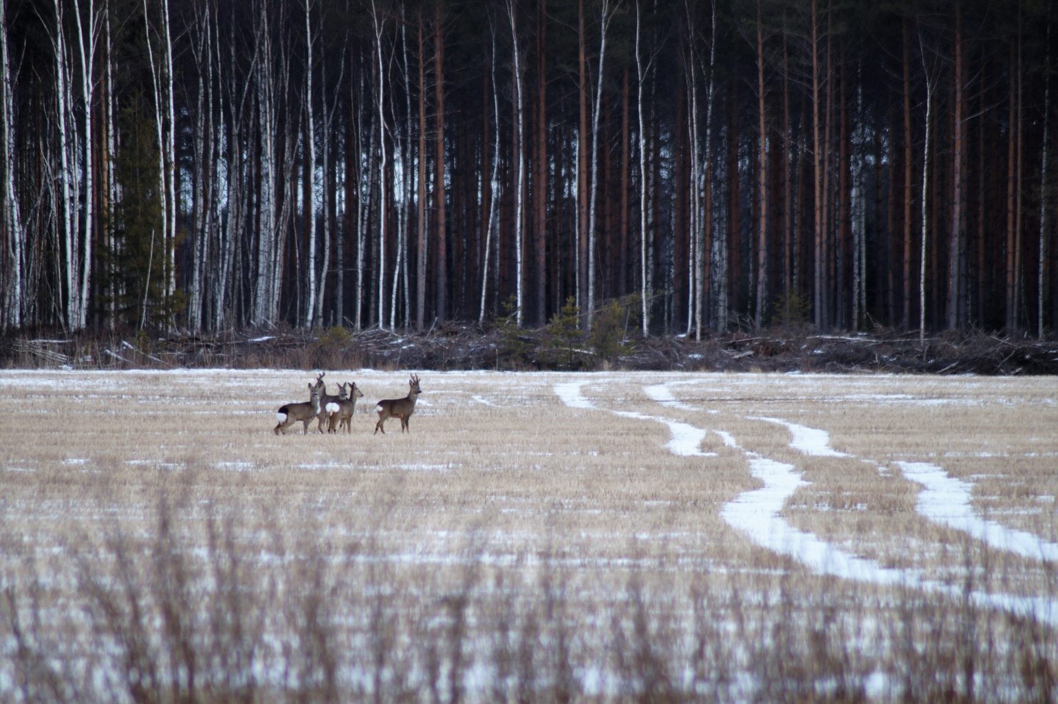 Valokuvaaja: Maarit Siitonen Valokuvaaja: Maarit Siitonen