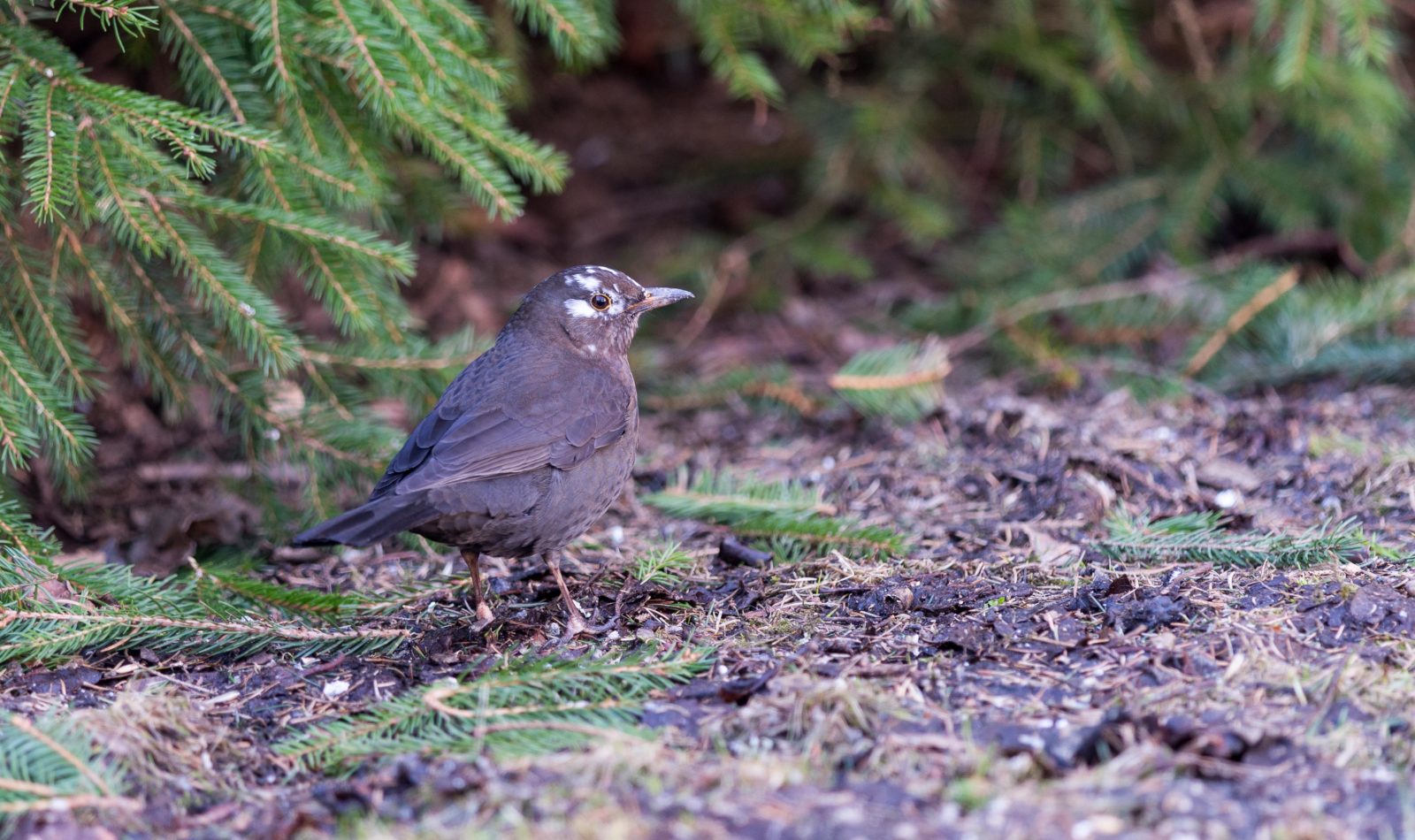 Valokuvaaja: Petri Kyllönen