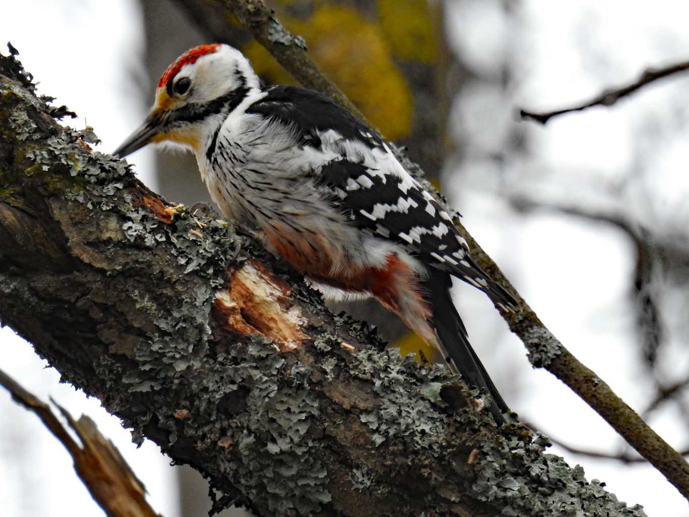 Valokuvaaja: Paavo Siukonen