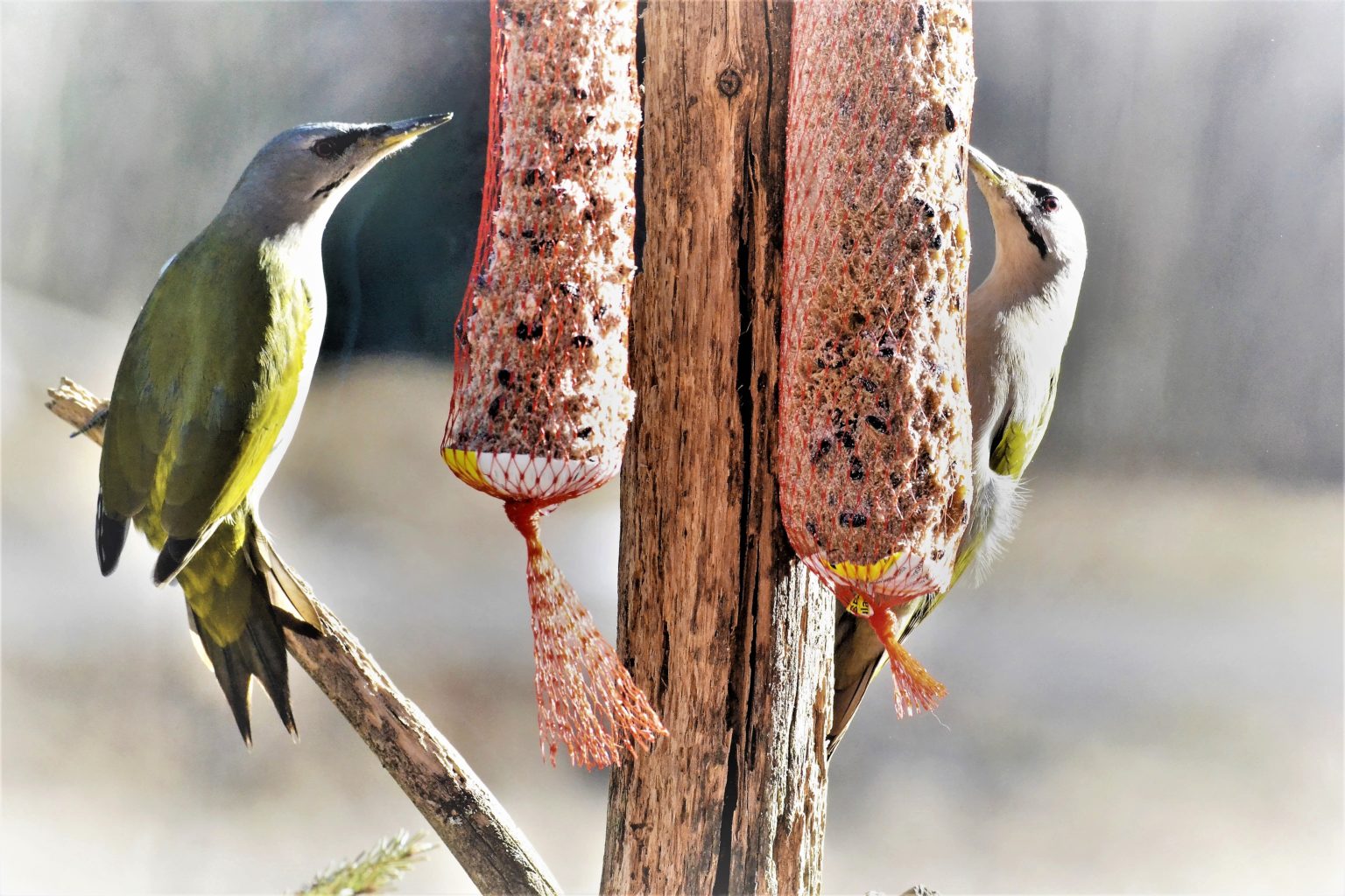 Valokuvaaja: satu välimaa