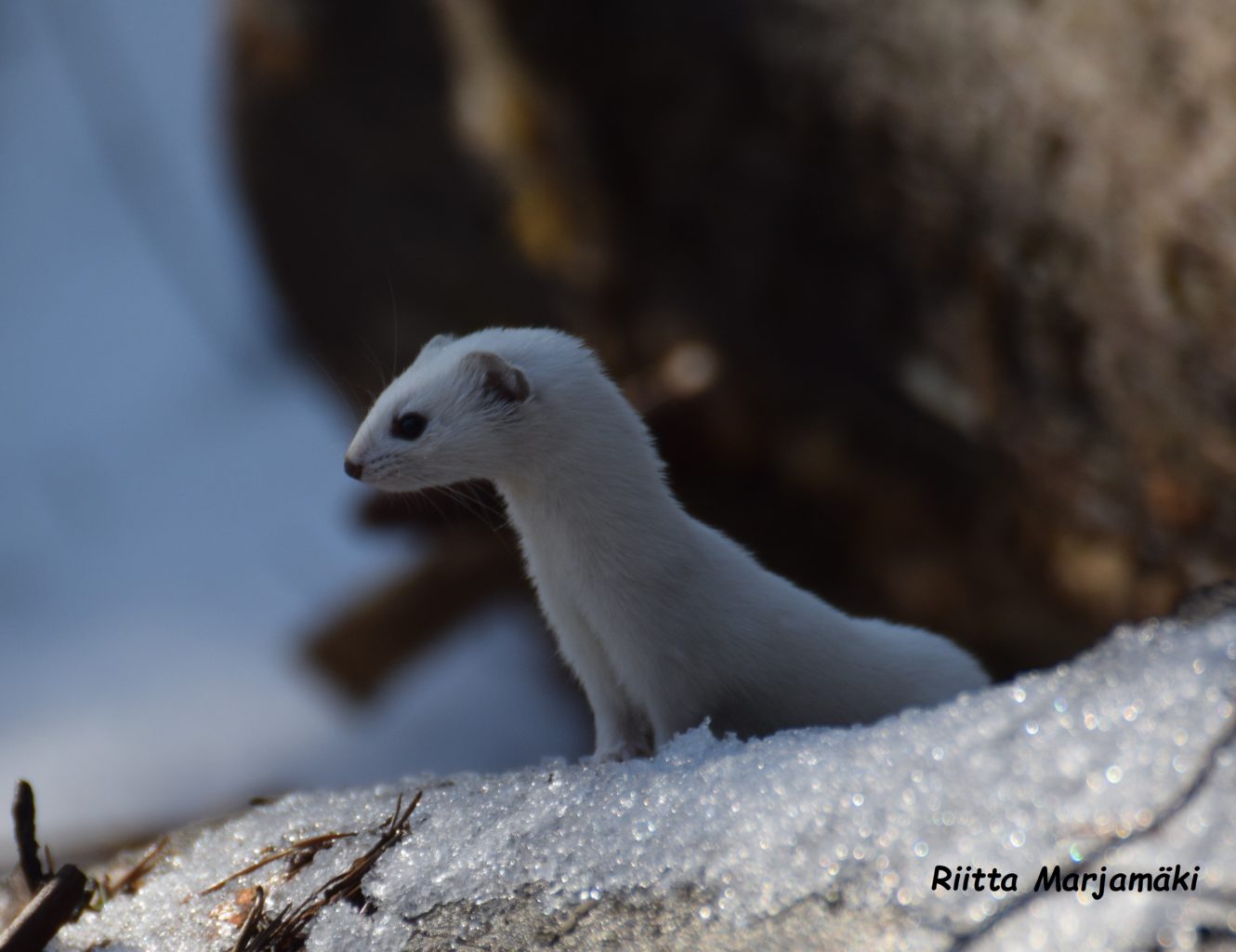 Valokuvaaja: Riitta Marjamäki Valokuvaaja: Riitta Marjamäki