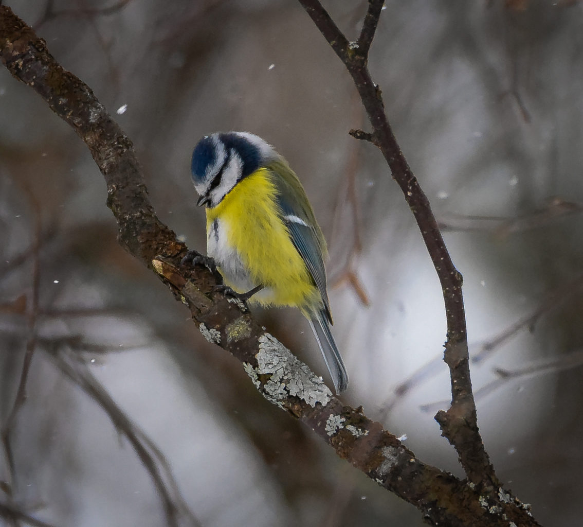 Valokuvaaja: MAIJA SAVOLAINEN