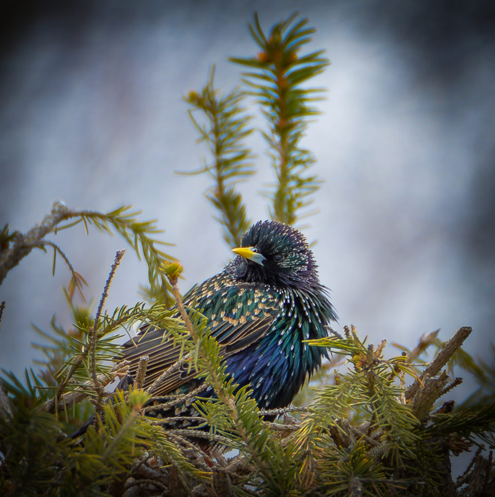 Valokuvaaja: MAIJA SAVOLAINEN