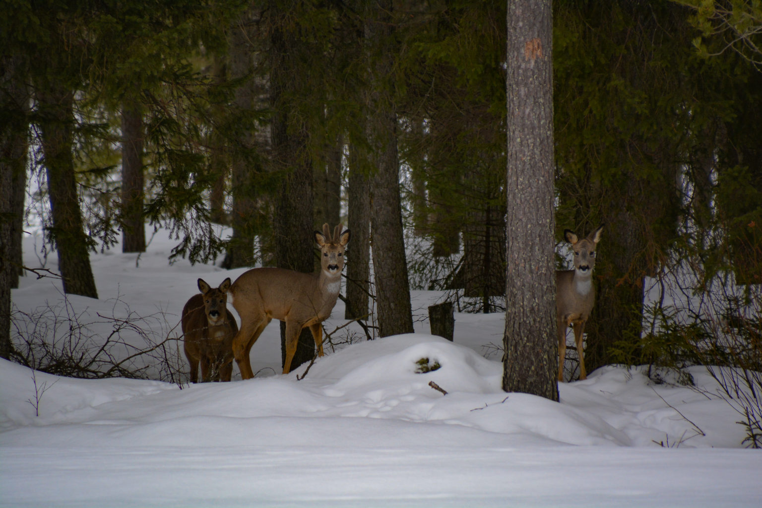 Valokuvaaja: MAIJA SAVOLAINEN