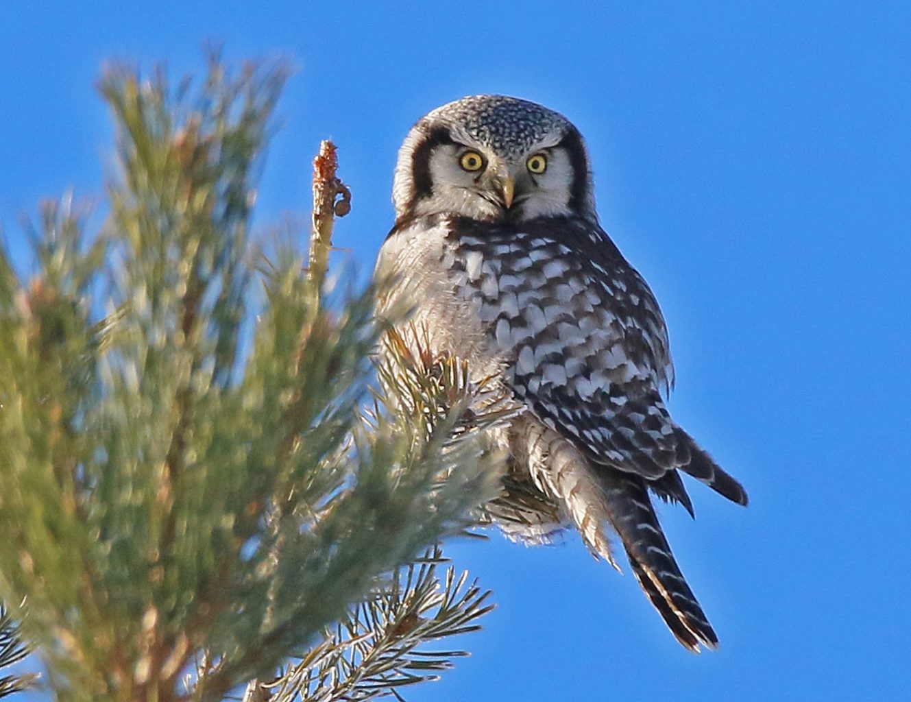 Valokuvaaja: Tuula Pirnes