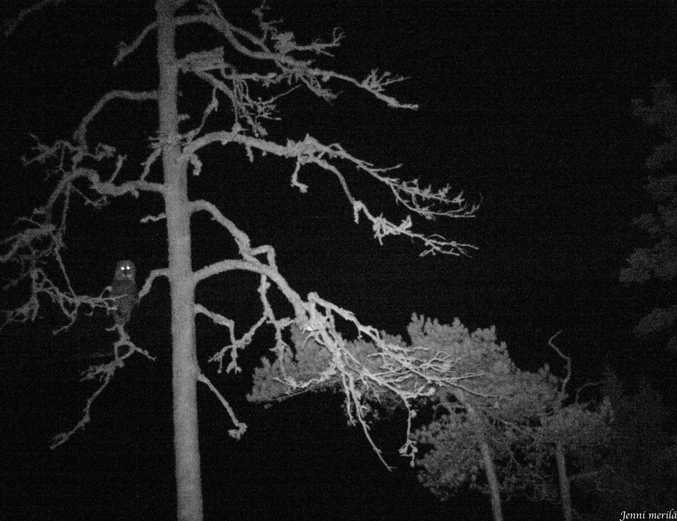 Valokuvaaja: Jenni Merilä