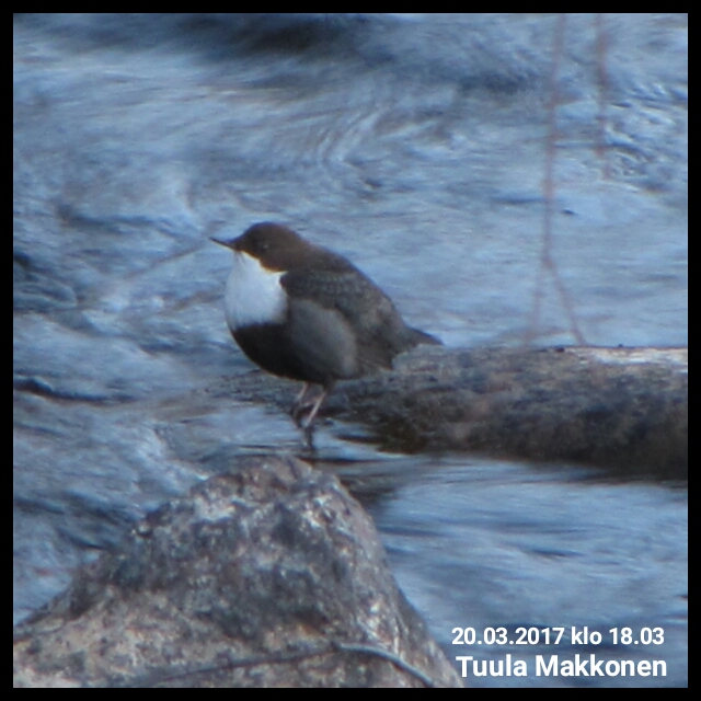 Valokuvaaja: Tuula Makkonen