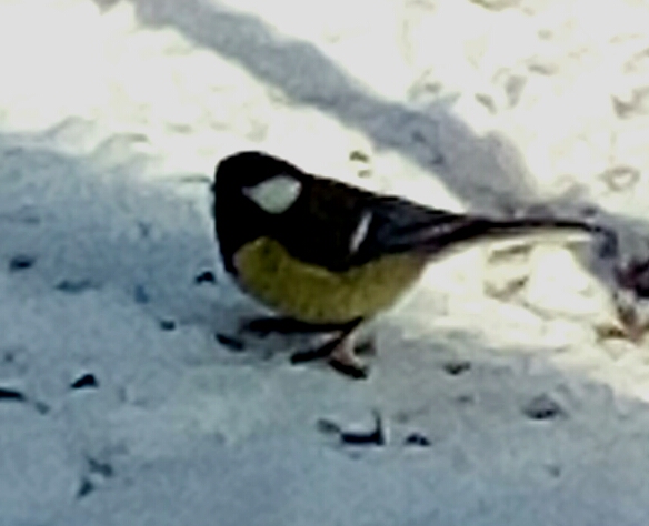 Valokuvaaja: Mikko Lehtonen