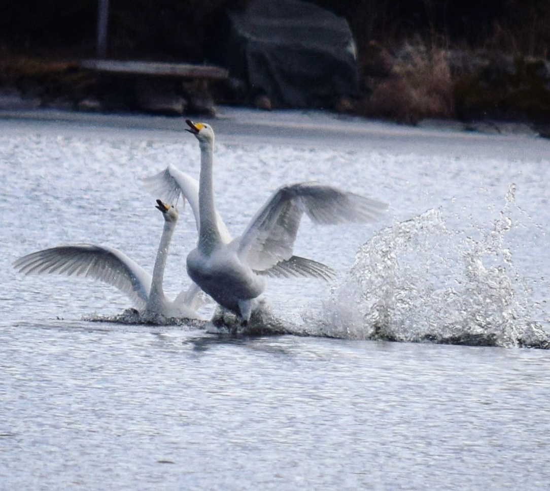 Valokuvaaja: Karoliina Iso-Ropo