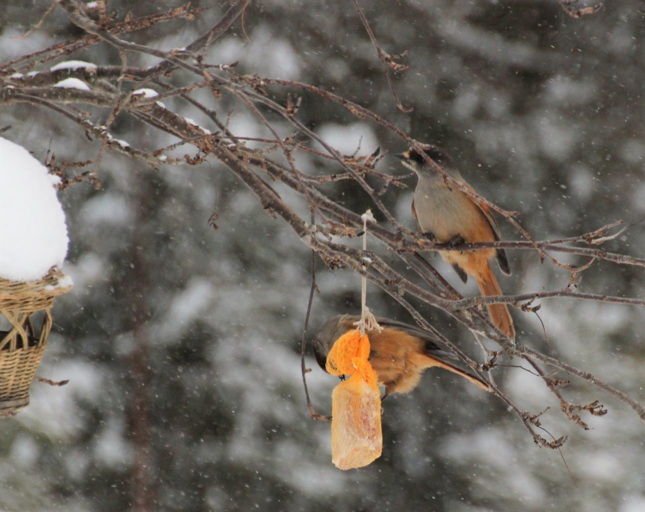 Valokuvaaja: Irja lehtinen
