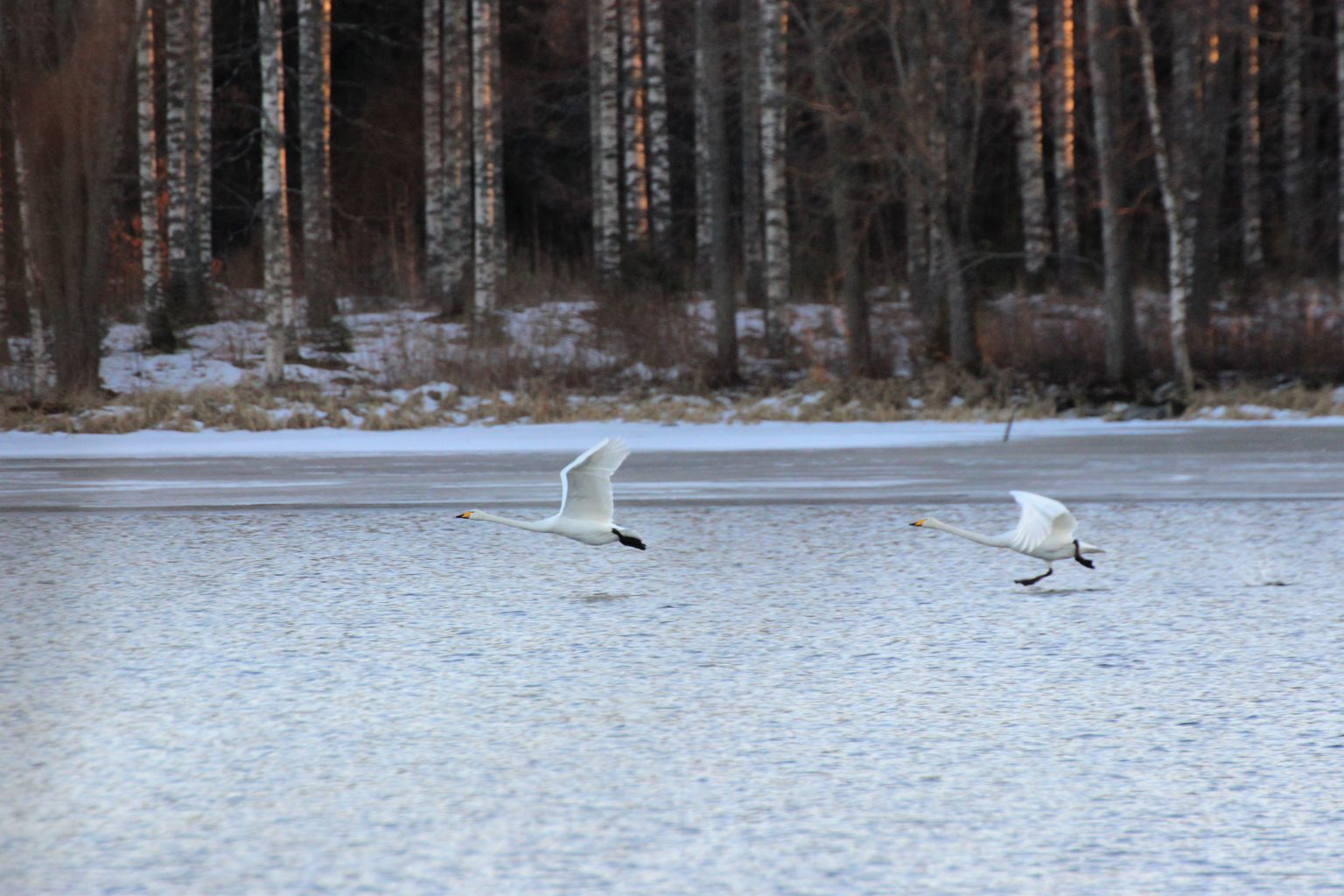 Valokuvaaja: Irja Lehtinen