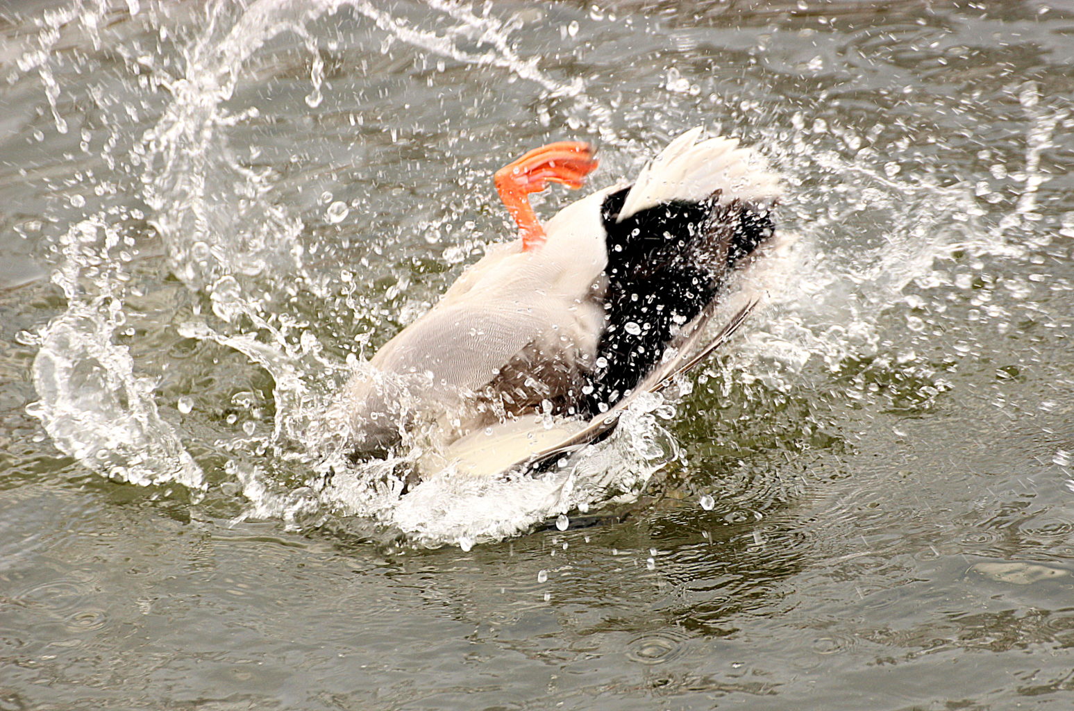 Valokuvaaja: Irja Lehtinen