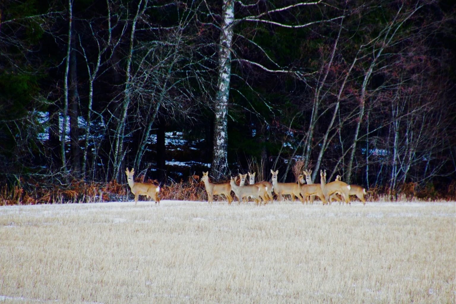 Valokuvaaja: Pirjo Kallio
