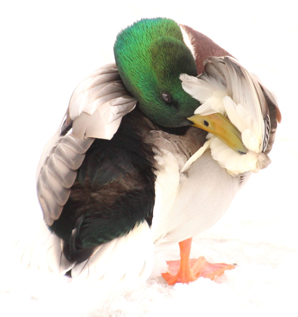 Valokuvaaja: Irja Lehtinen