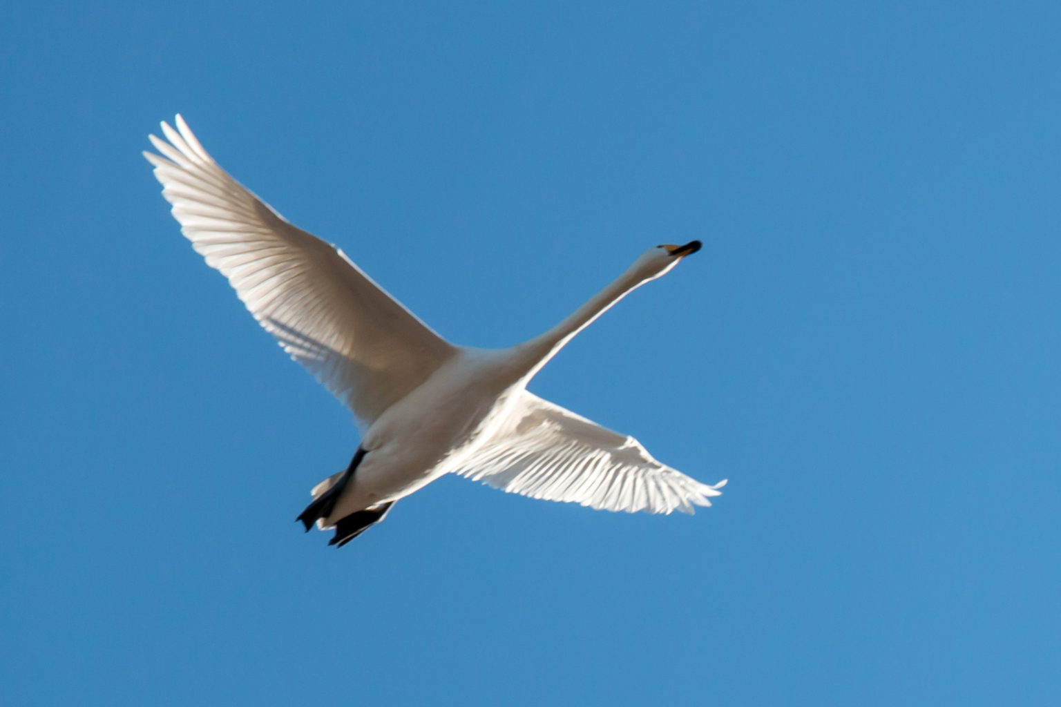 Valokuvaaja: Ari Tapaninen