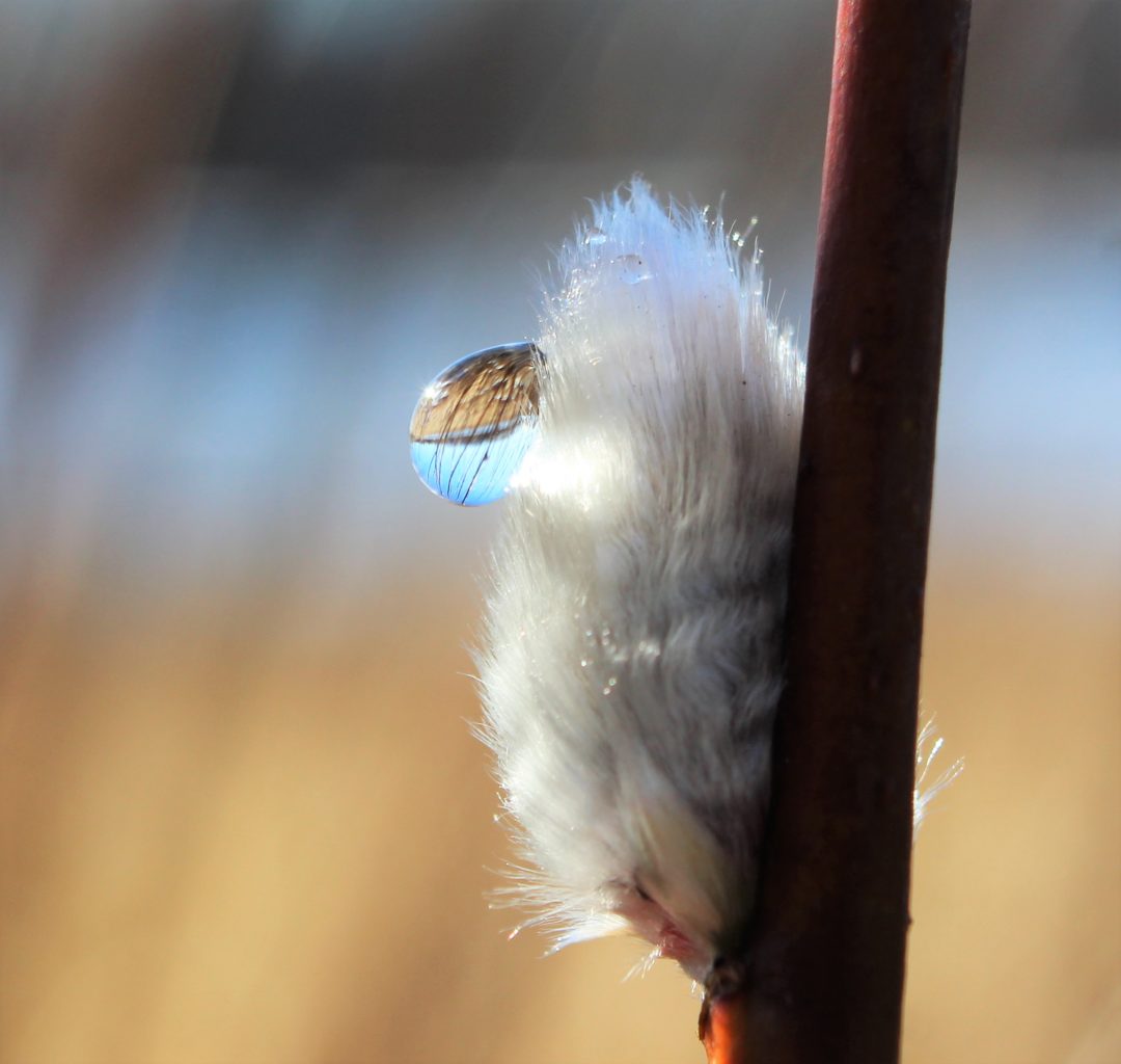 Valokuvaaja: Irja lehtinen Valokuvaaja: Irja lehtinen