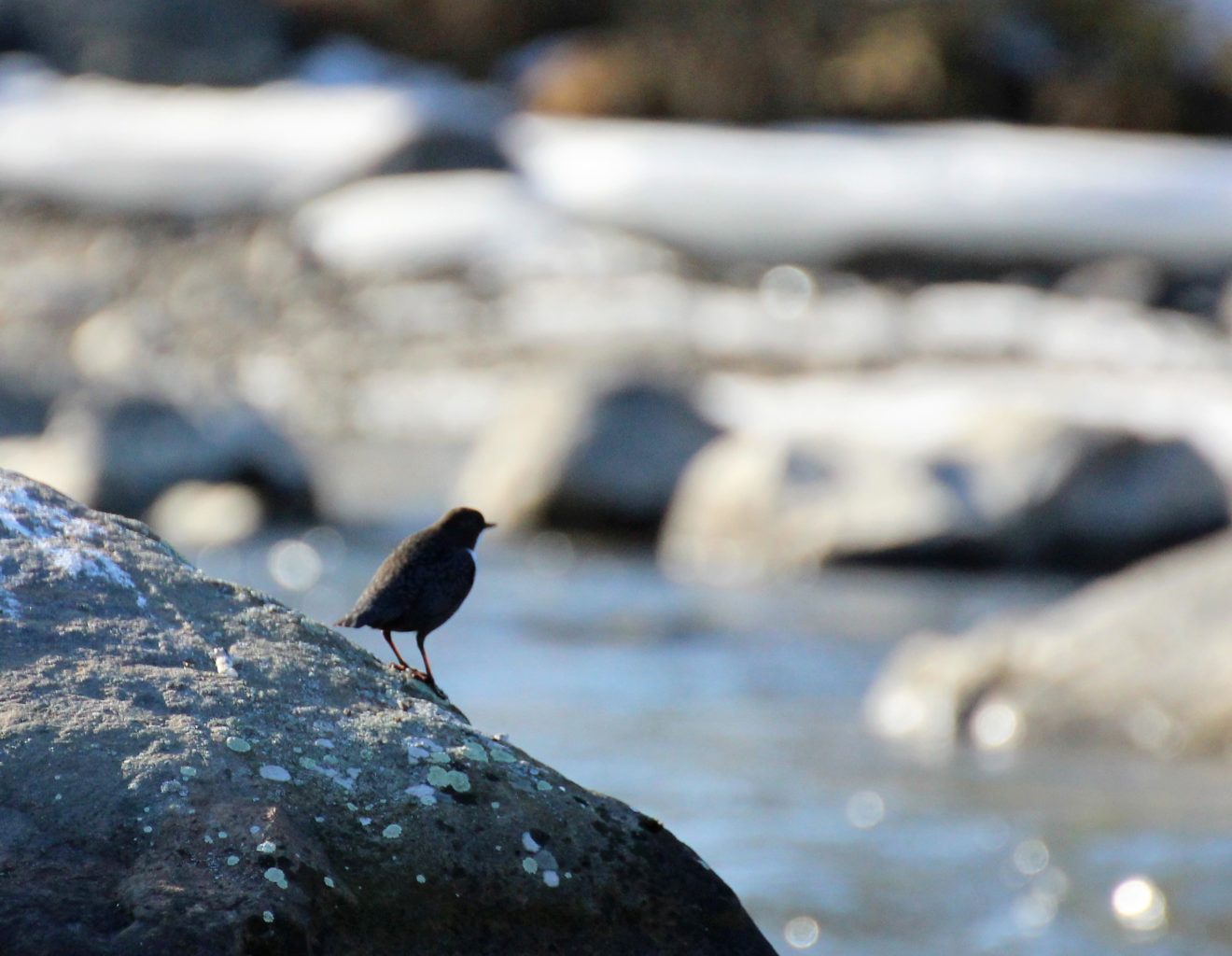 Valokuvaaja: Irja Lehtinen