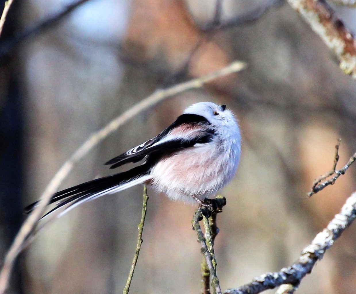 Valokuvaaja: Irja Lehtinen