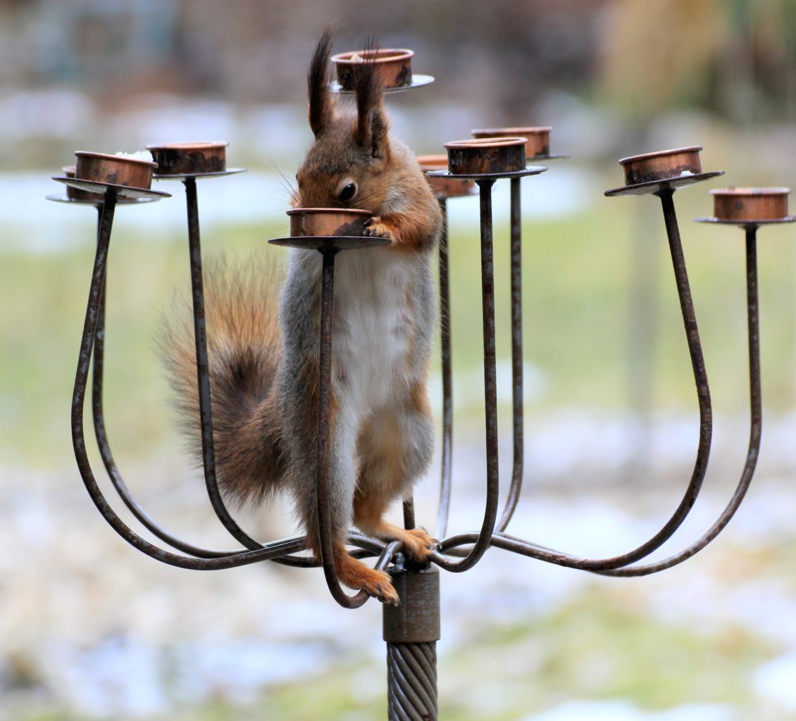 Valokuvaaja: Irja Lehtinen