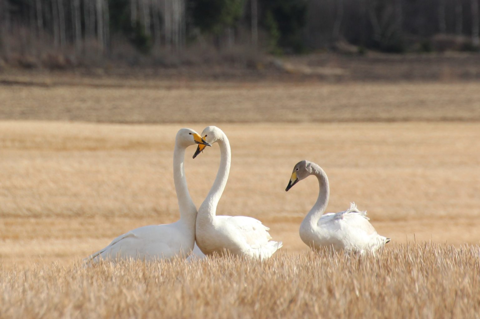Valokuvaaja: Irja Lehtinen