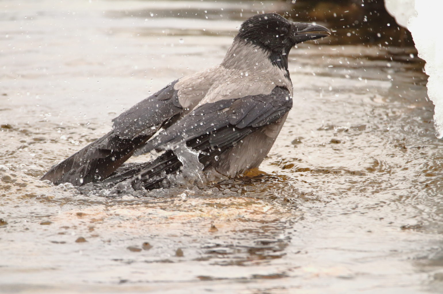 Valokuvaaja: Lasse Kokko