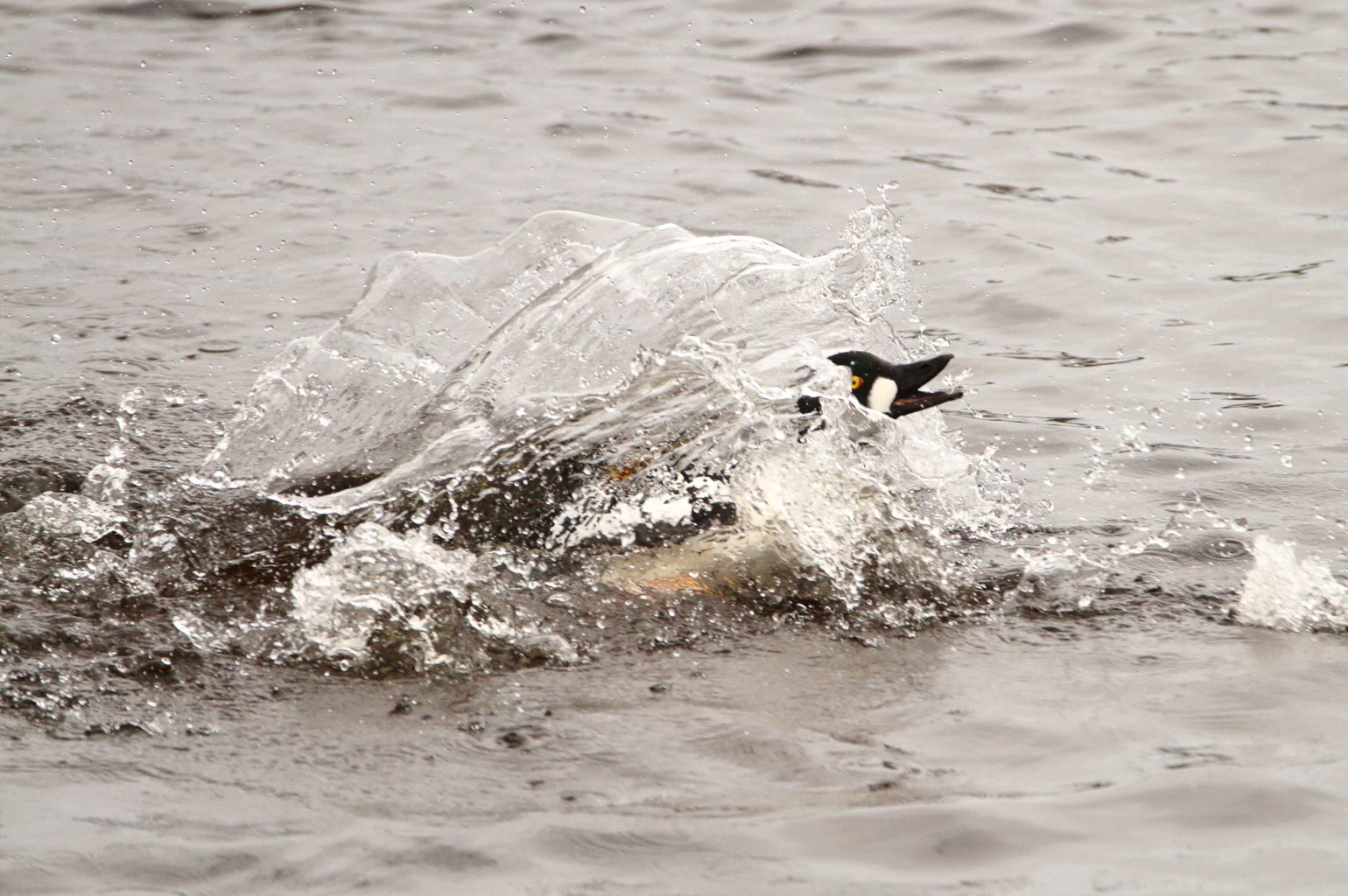 Valokuvaaja: Lasse Kokko